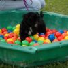 2008_welpen_DSC_0238