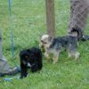 2008_welpen_DSC_0318
