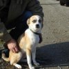 2008_welpen_Stella