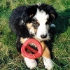 2008_welpen_Teenager1