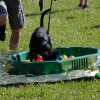 2008_welpen_W10