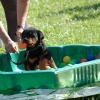 2008_welpen_W12