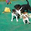 2008_welpen_W14