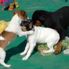 2008_welpen_W15