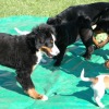 2008_welpen_W18