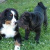 2008_welpen_W22