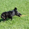 2008_welpen_W7