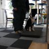 2008_welpen_Welpe-Bobby