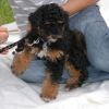 2008_welpen_Welpe_1