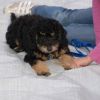 2008_welpen_Welpe_2