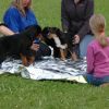 2008_welpen_Welpe_3
