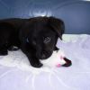 2008_welpen_Welpe_Luna