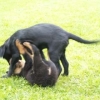 2008_welpen_Welpen_2