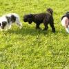 2008_welpen_pict0051