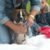 2008_welpen_welpen2