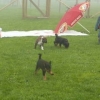 2008_welpen_welpen3