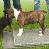 2008_welpen_welpen4