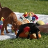 2009_welpen_DSC_0464