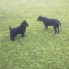 2011_welpen_Bild0167
