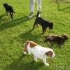 2011_welpen_DSC06702_0