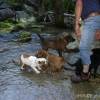 2011_welpen_DSC06784