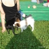 2011_welpen_DSC06805