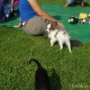 2011_welpen_DSC06806