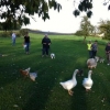 2011_welpen_Foto3_s