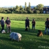 2011_welpen_Foto_s