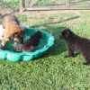 2011_welpen_IMG_9969