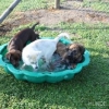 2011_welpen_IMG_9974