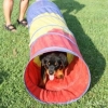 2011_welpen_IMG_9988