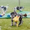 2011_welpen__MHS2926
