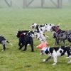 2011_welpen__MHS2945