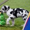 2011_welpen__MHS3051