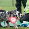 2011_welpen__MHS3061