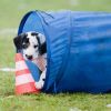 2011_welpen__MHS3073