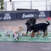 2012_welpen_20121103-104843