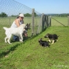 2012_welpen_DSC07411