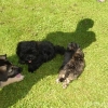 2012_welpen_DSC07418