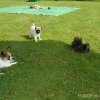 2012_welpen_DSC07477