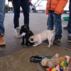2012_welpen_DSC07621