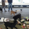 2012_welpen_DSC07625