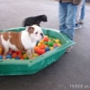 2012_welpen_DSC07629