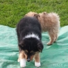 2012_welpen_DSCF8010
