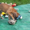 2012_welpen_DSCF8015