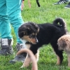 2012_welpen_DSCF8016