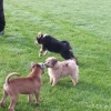 2012_welpen_DSCF8021