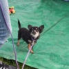 2012_welpen_DSCF8022