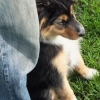 2012_welpen_DSCF8023